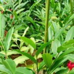 Ginger Seeds Pack (Zingiberaceae) Canada