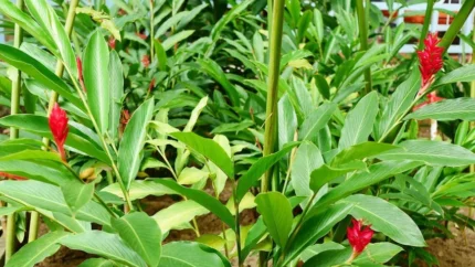 Ginger Seeds Pack (Zingiberaceae) Canada