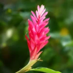 Ginger Seeds Pack Canada |Grow Fresh Ginger at Home - Image 4