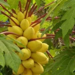 Buy Fresh Golden Papaya in Canada | Sweet Tropical Papaya