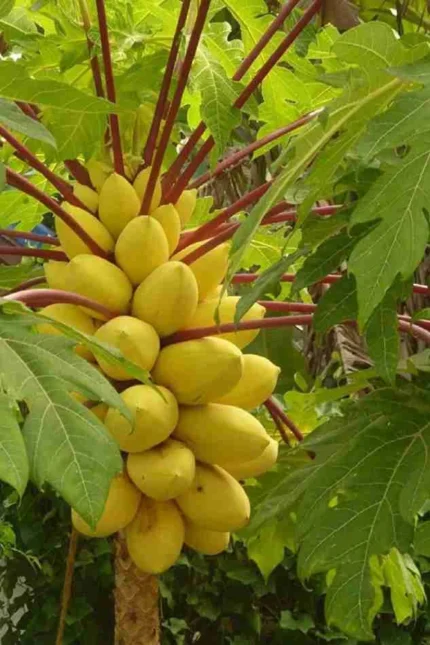 Buy Fresh Golden Papaya in Canada | Sweet Tropical Papaya