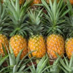Buy Fresh Golden Pineapple in Canada | Sweet Tropical Fruit
