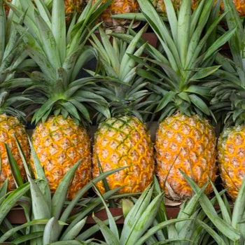 Buy Fresh Golden Pineapple in Canada | Sweet Tropical Fruit