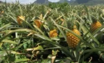 Buy Fresh Golden Pineapple in Canada | Sweet Tropical Fruit - Image 4