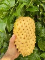 Buy Golden Soursop in Canada | Golden Guanabana Fruit