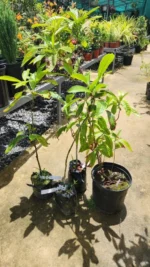 Buy Premium Grafted Abiu Tree Canada | Poutera Caimito Plant - Image 2