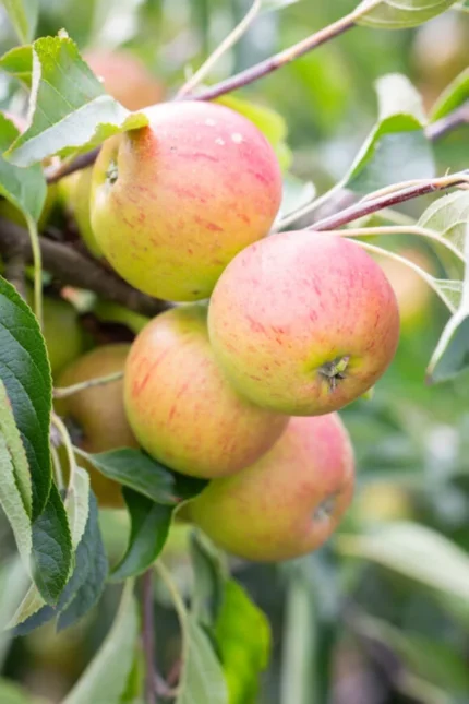 Hidden Rose Apples Canada – Buy Fresh Pink-Flesh Apples