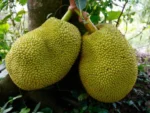 Buy Jackfruit in Canada | Fresh Tropical Jackfruit - Image 4