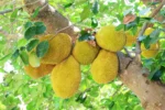 Buy Jackfruit in Canada | Fresh Tropical Jackfruit