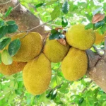 Buy Jackfruit in Canada | Fresh Tropical Jackfruit