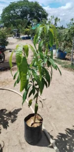 Buy Premium Miyazaki Mango Grafted Plants Canada | Japanese Mango Variety - Image 6