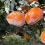 Buy Japanese Jelly Orange in Canada | Rare Dekopon Citrus