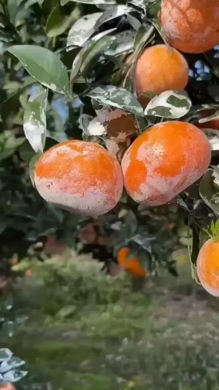 Buy Japanese Jelly Orange in Canada | Rare Dekopon Citrus