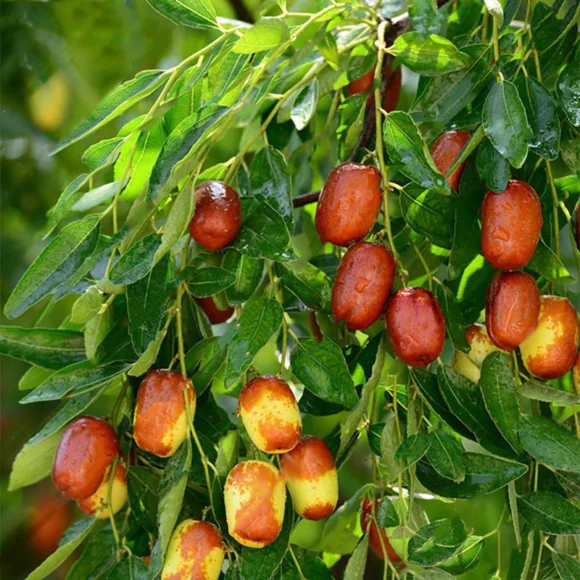 Jujube-Fruit-Boxes-580x580 Buy Fresh Jujube Fruit in Canada | Sweet Red Dates