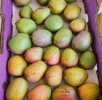 Buy Julie Mango in Canada | Sweet Caribbean Mango - Image 3