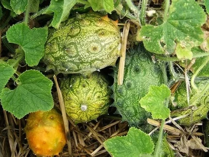 Buy Kiwano Melon Fruit in Canada | Horned Melon