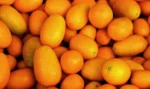 Buy Fresh Kumquat in Canada | Sweet Tart Exotic Fruit
