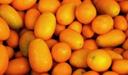 Buy Fresh Kumquat in Canada | Sweet Tart Exotic Fruit
