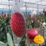 Buy Premium Miyazaki Mango Grafted Plants Canada | Japanese Mango Variety - Image 5