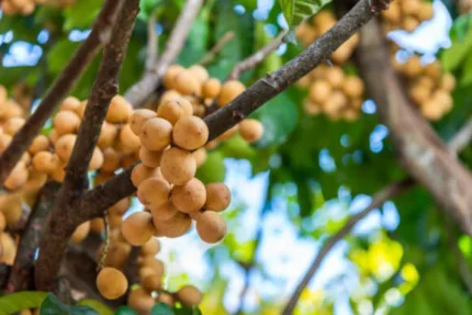 Buy Lanzone Fruit in Canada | Fresh Langsat