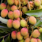 Buy Lychee in Canada | Fresh Tropical Lychee