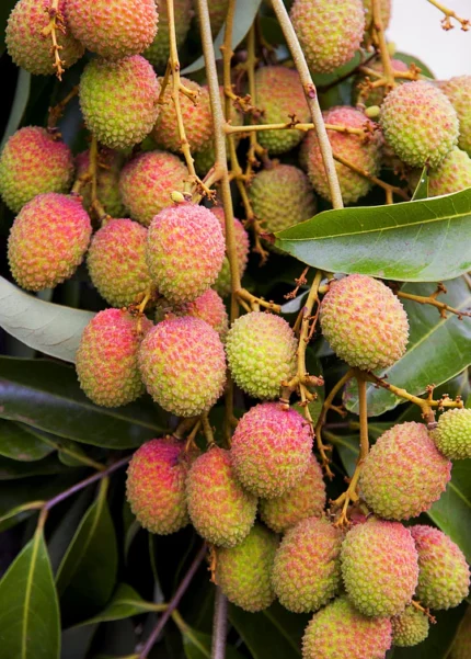 Buy Lychee in Canada | Fresh Tropical Lychee