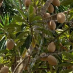 Buy Mamey Sapote Fruit in Canada | Sweet Tropical Sapote
