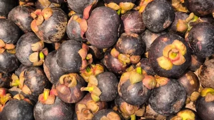 Buy Mangosteen Tropical Fruit in Canada | Fresh Purple Mangosteen