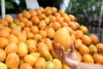 Buy Mingolo Mango Canada |Fresh Tropical Mangoes