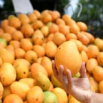 Buy Mingolo Mango Canada |Fresh Tropical Mangoes