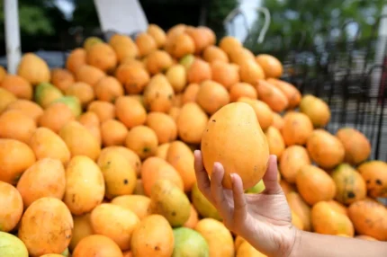 Buy Mingolo Mango Canada |Fresh Tropical Mangoes