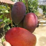 Buy Miyazaki Mango Canada | Premium Taiyo no Tamago