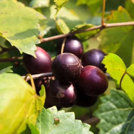 Buy Muscadine Grapes in Canada | Fresh Southern Grapes