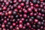 Buy Muscadine Grapes in Canada | Fresh Southern Grapes - Image 5