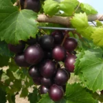 Buy Muscadine Grapes in Canada | Fresh Southern Grapes - Image 4