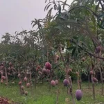 Buy Premium Miyazaki Mango Grafted Plants Canada | Japanese Mango Variety