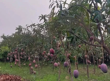 Buy Premium Miyazaki Mango Grafted Plants Canada | Japanese Mango Variety