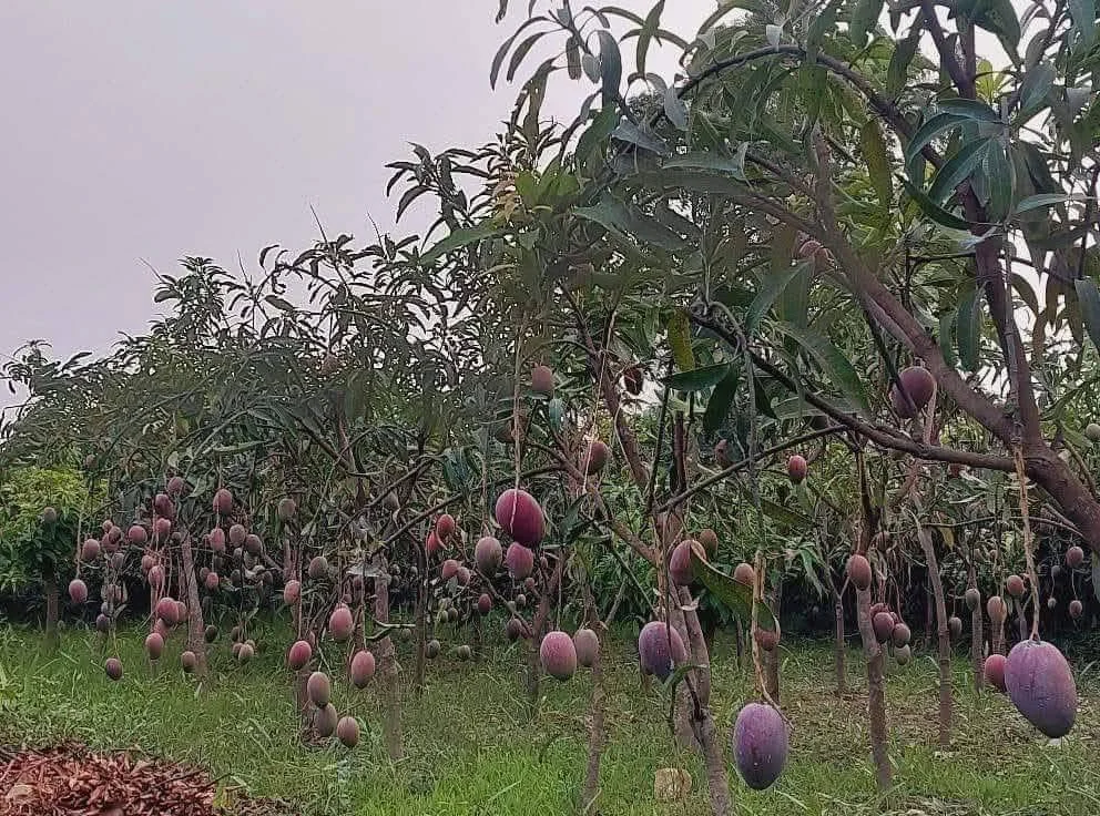 Premium-fruit-gifting-culture Buy Premium Miyazaki Mango Grafted Plants Canada | Japanese Mango Variety