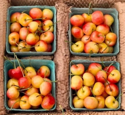 Order fresh Rainier cherries in Canada. Sweet, golden-red premium cherries delivered nationwide in eco-friendly insulated boxes.