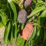 Buy Red Atemoya Fruit in Canada | Sweet Tropical Custard Fruit