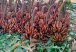 Buy Fresh Red Bananas in Canada | Sweet Tropical Fruit - Image 4