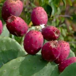 Buy Red Cactus Pear in Canada | Fresh Prickly Pear Fruit