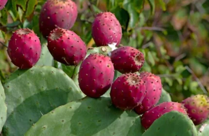 Buy Red Cactus Pear in Canada | Fresh Prickly Pear Fruit
