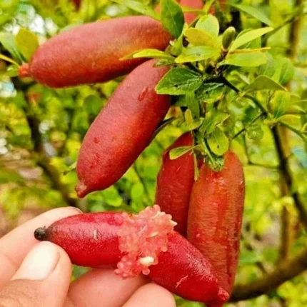 Buy Red Caviar Lime in Canada | Fresh Finger Lime Pearls