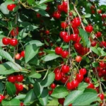 Buy Fresh Red Cherries in Canada | Sweet Premium Cherries
