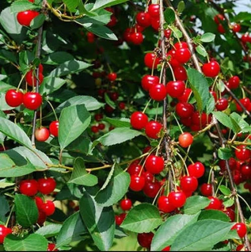 Red-Cherry-Fruit-Boxes Buy Fresh Red Cherries in Canada | Sweet Premium Cherries