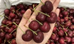 Buy Fresh Red Cherries in Canada | Sweet Premium Cherries - Image 4