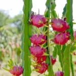 Buy Red Dragon Fruit in Canada | Fresh Pitaya