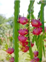 Buy Red Dragon Fruit in Canada | Fresh Pitaya