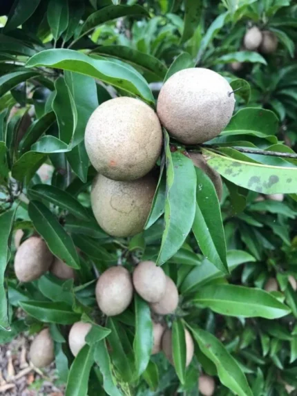 Buy Fresh Sapodilla Fruit Box in Canada